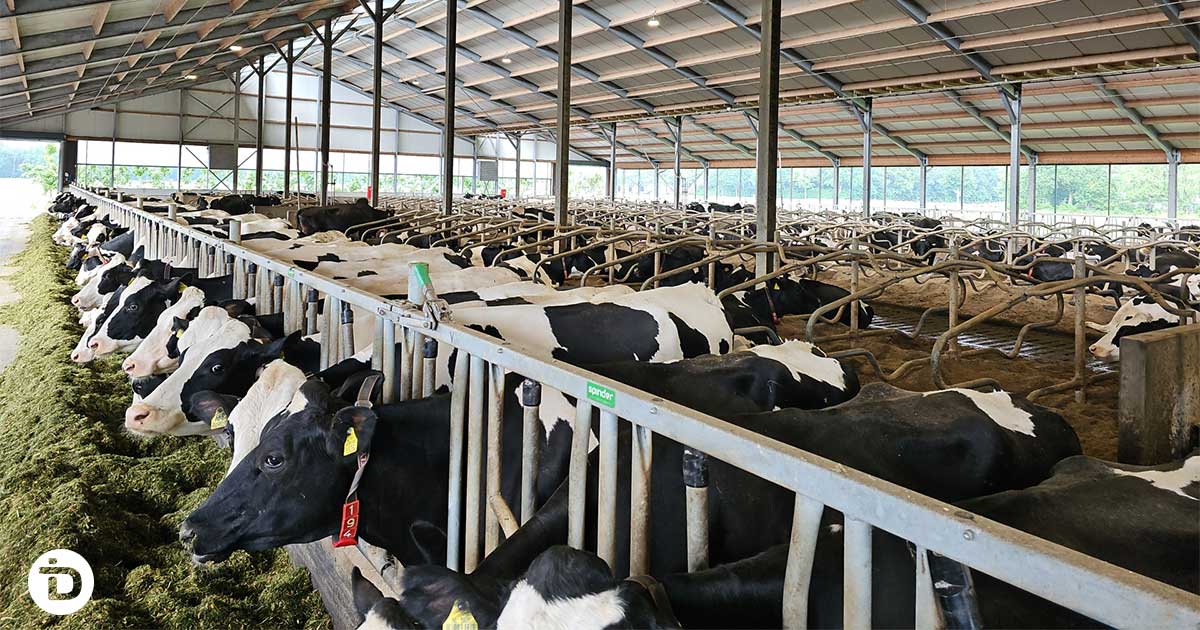 High carbohydrate intake and ration changes as nutritional triggers for laminitis in dairy cattle