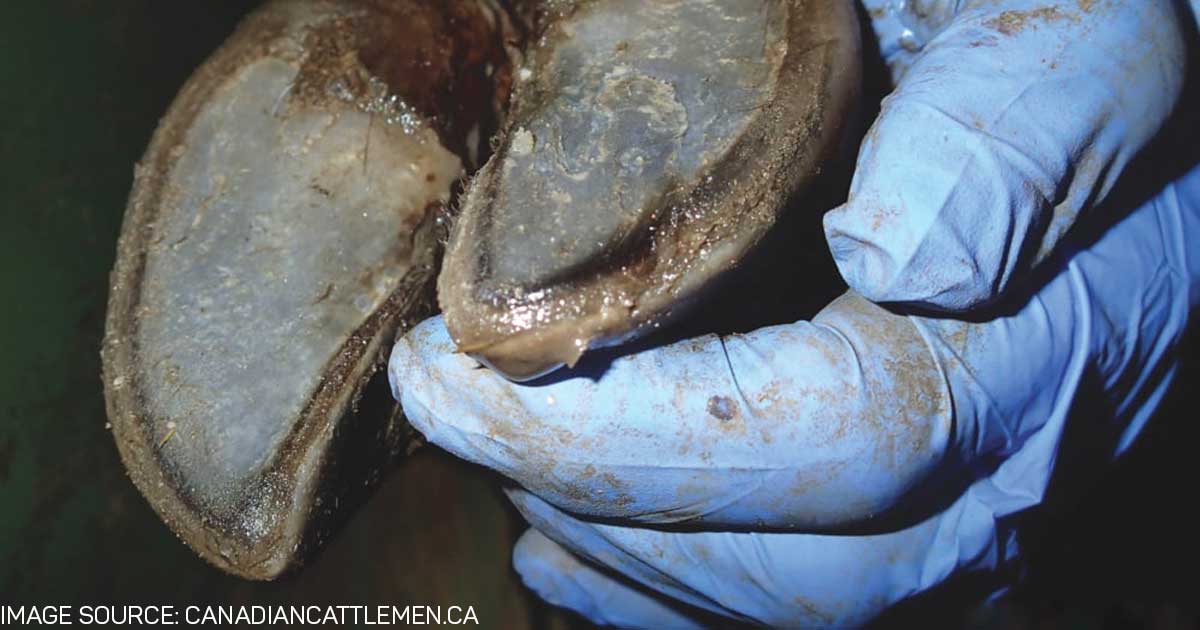 Toe ulcer at the toe tip of the outer rear claw in a dairy cow