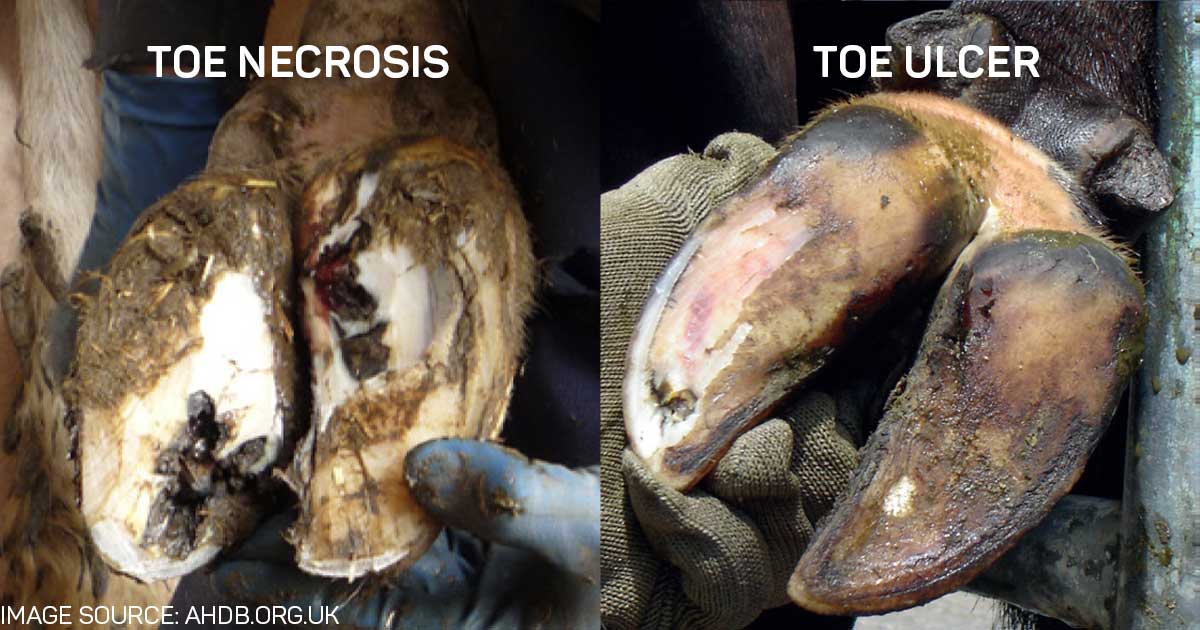 Toe ulcer in cattle: blackened and damaged horn at the toe tip, outer rear claw at the trim chute