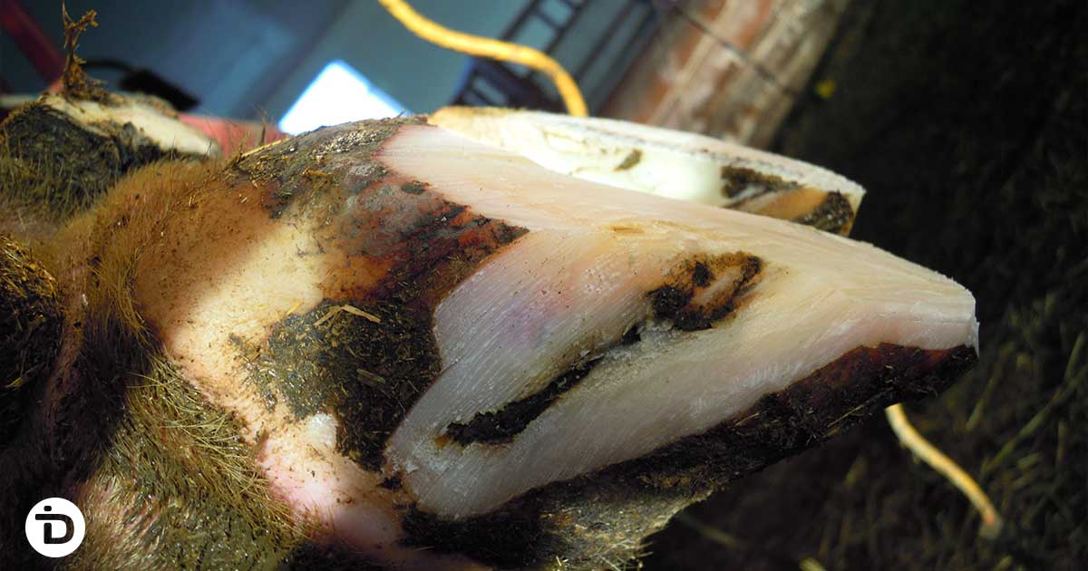 White line disease showing horn separation in dairy cow hoof