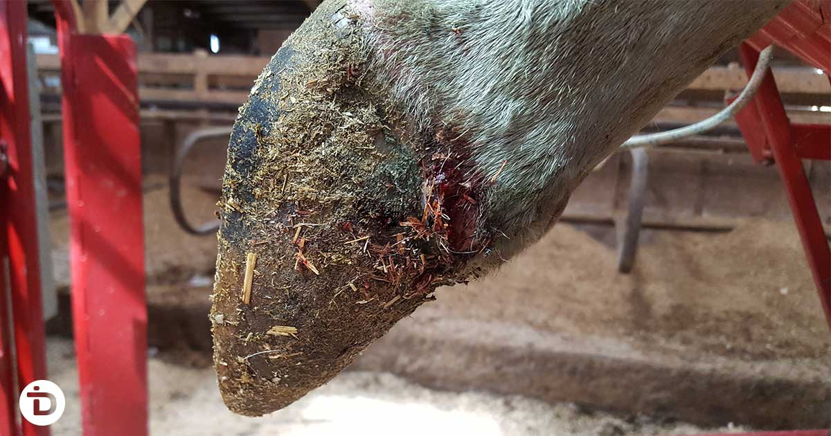 Advanced white line disease in dairy cattle: separation tracked upward through the hoof wall toward the coronary band