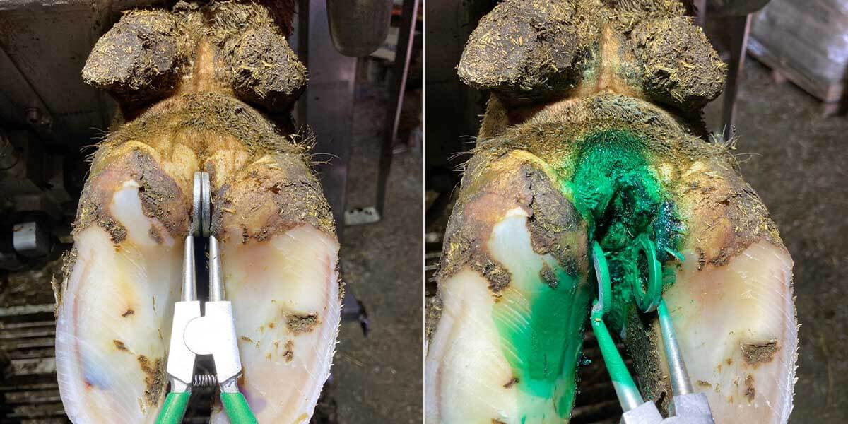 Hoof treatment plier holding the interdigital cleft open for treatment