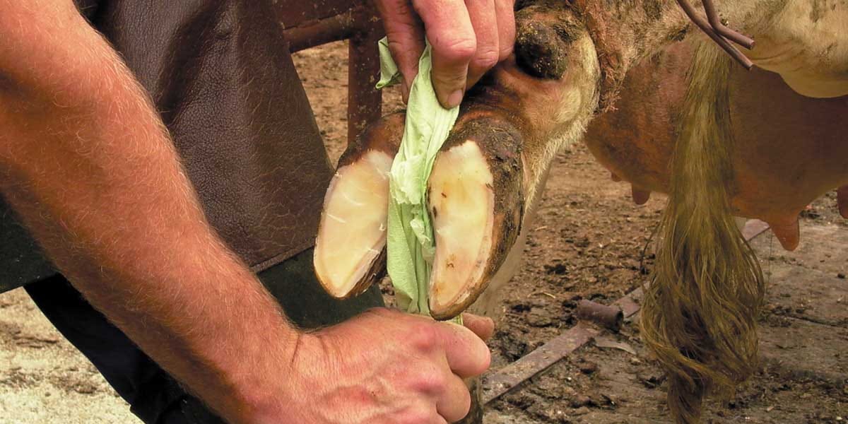 Cleaning a cow hoof with a towel before treatment