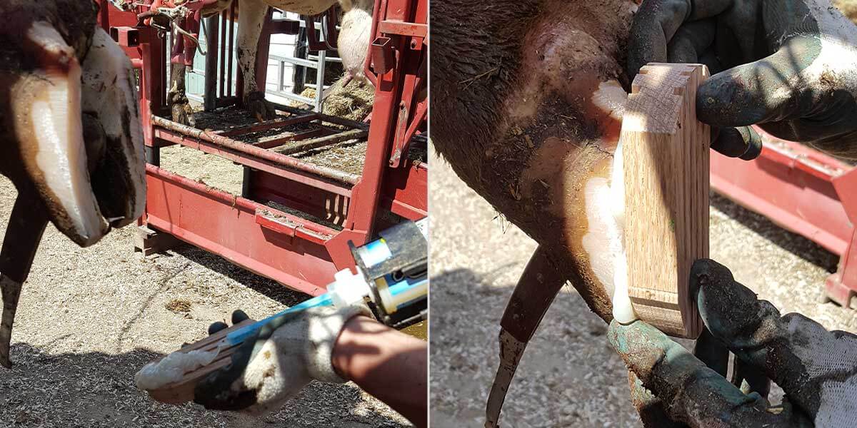 Hoof block glued to the healthy claw to take weight off the sore claw