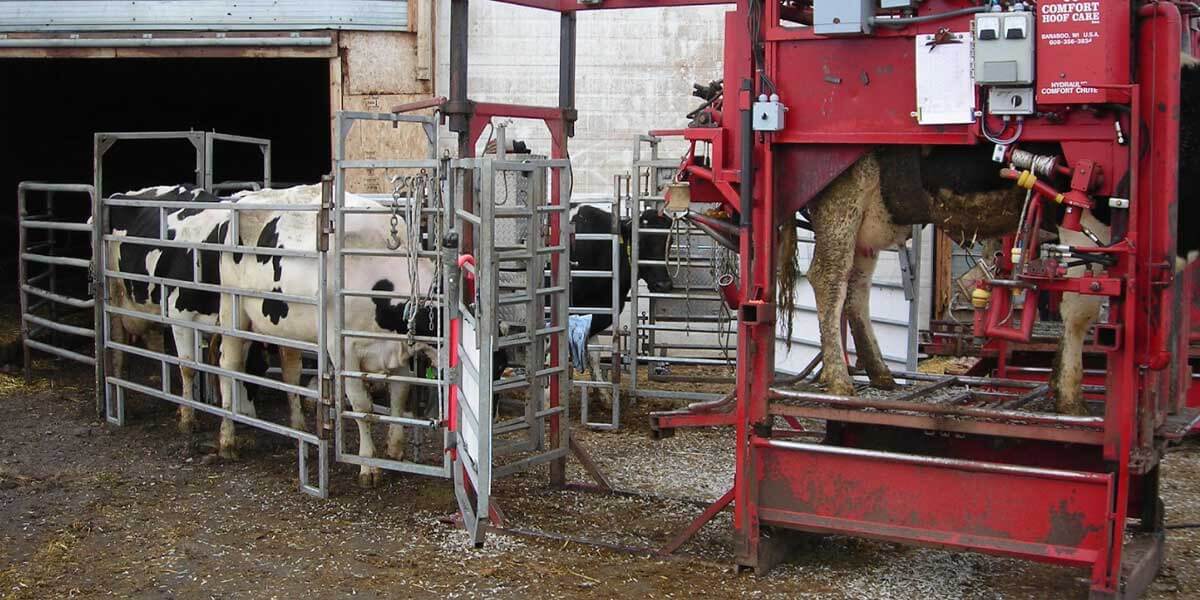 Gating system guiding a cow toward the trimming chute