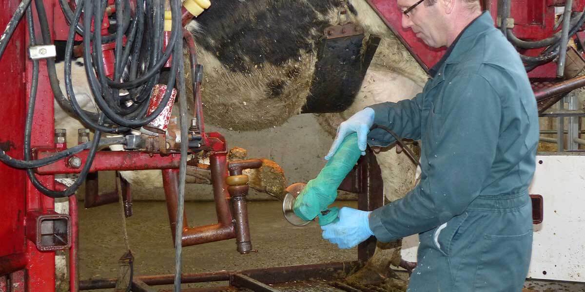 Angle grinder with a trimming disc removing hoof wall horn