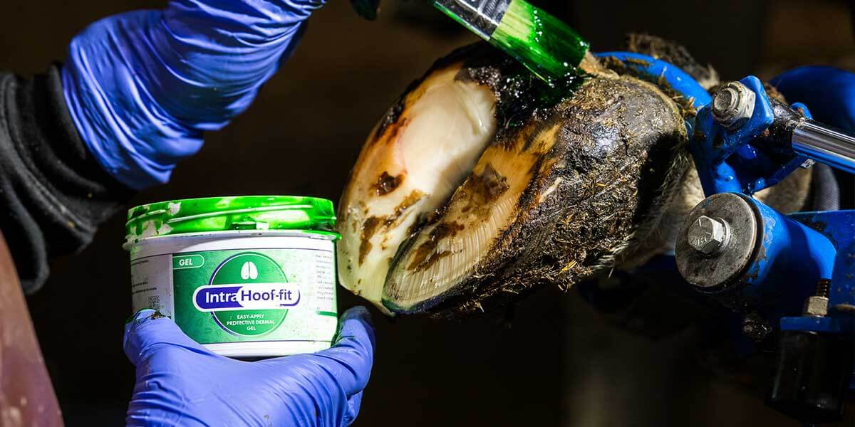 Intra Hoof-fit Gel applied to an active digital dermatitis lesion