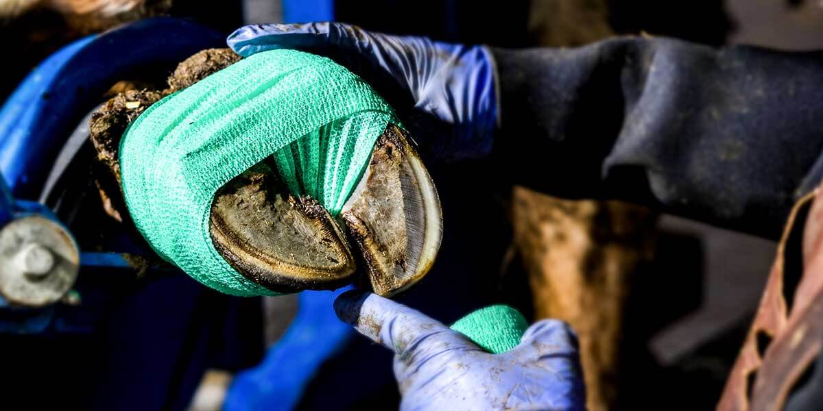 Intra Hoof-fit Tape wrapped around a treated hoof