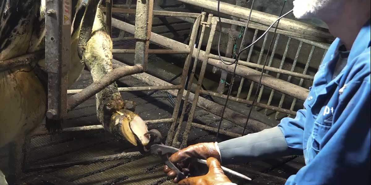 Hoof nippers used to cut back excess toe length on an overgrown claw