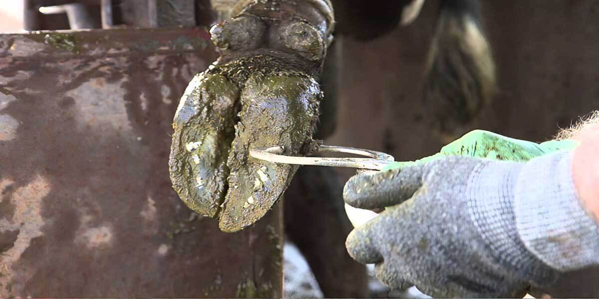 Hoof tester pressing the sole to locate the source of lameness