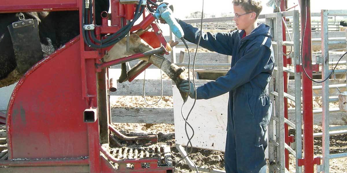 Hydraulic hoof trimming chute holding a cow safely during a trim