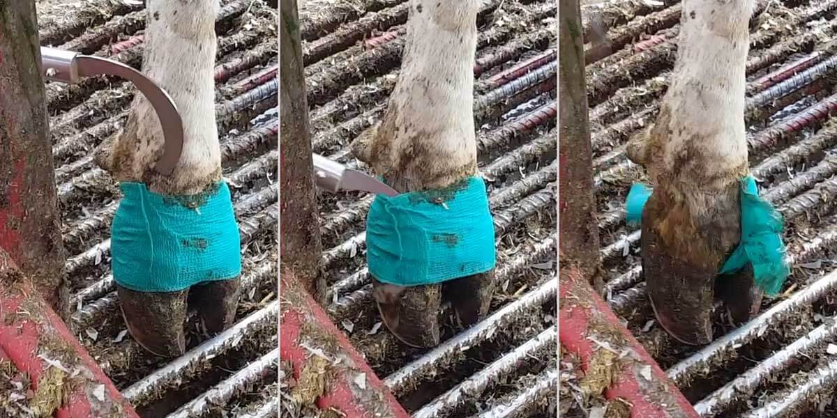 WrapAway tool removing a hoof wrap in the barn