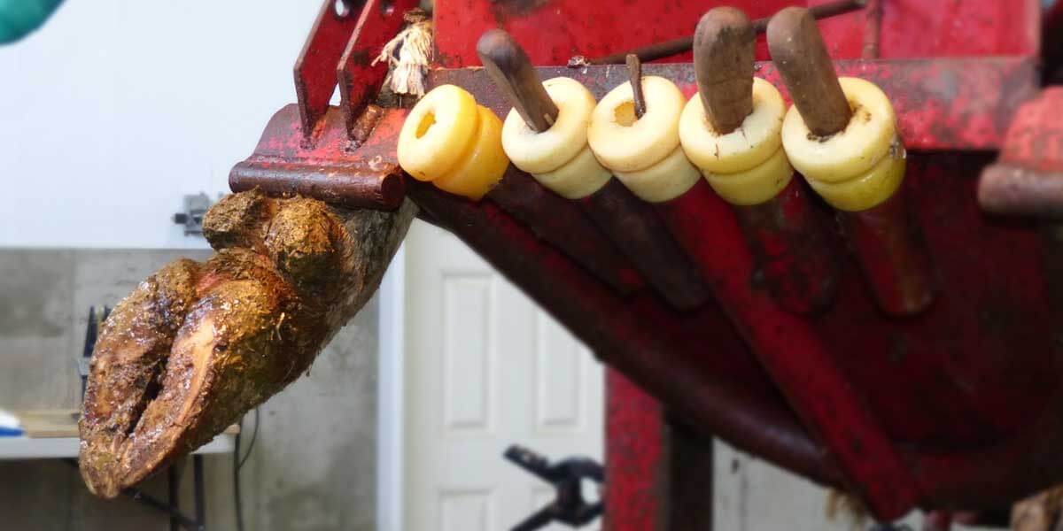 The complete cow hoof trimming tool kit a professional trimmer carries, laid out by stage of the trim